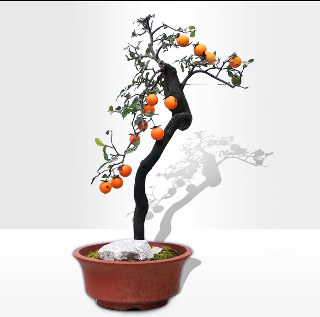 一物一拍，杂木盆景素材