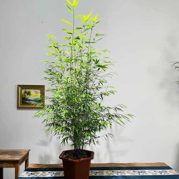 内门竹：直播间一物一拍链接，图片仅供参考请勿乱拍哦