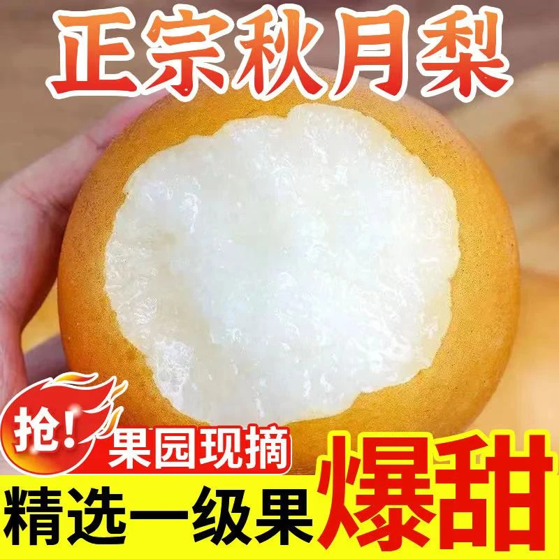 正宗山东秋月梨纯甜无酸没有套路只发精品大果  脆甜多汁秋月梨王