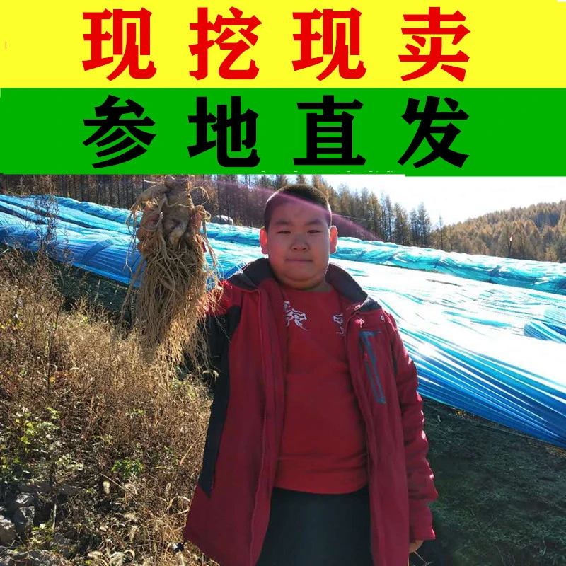 东北长白山鲜人参一斤10左右根现挖现卖，