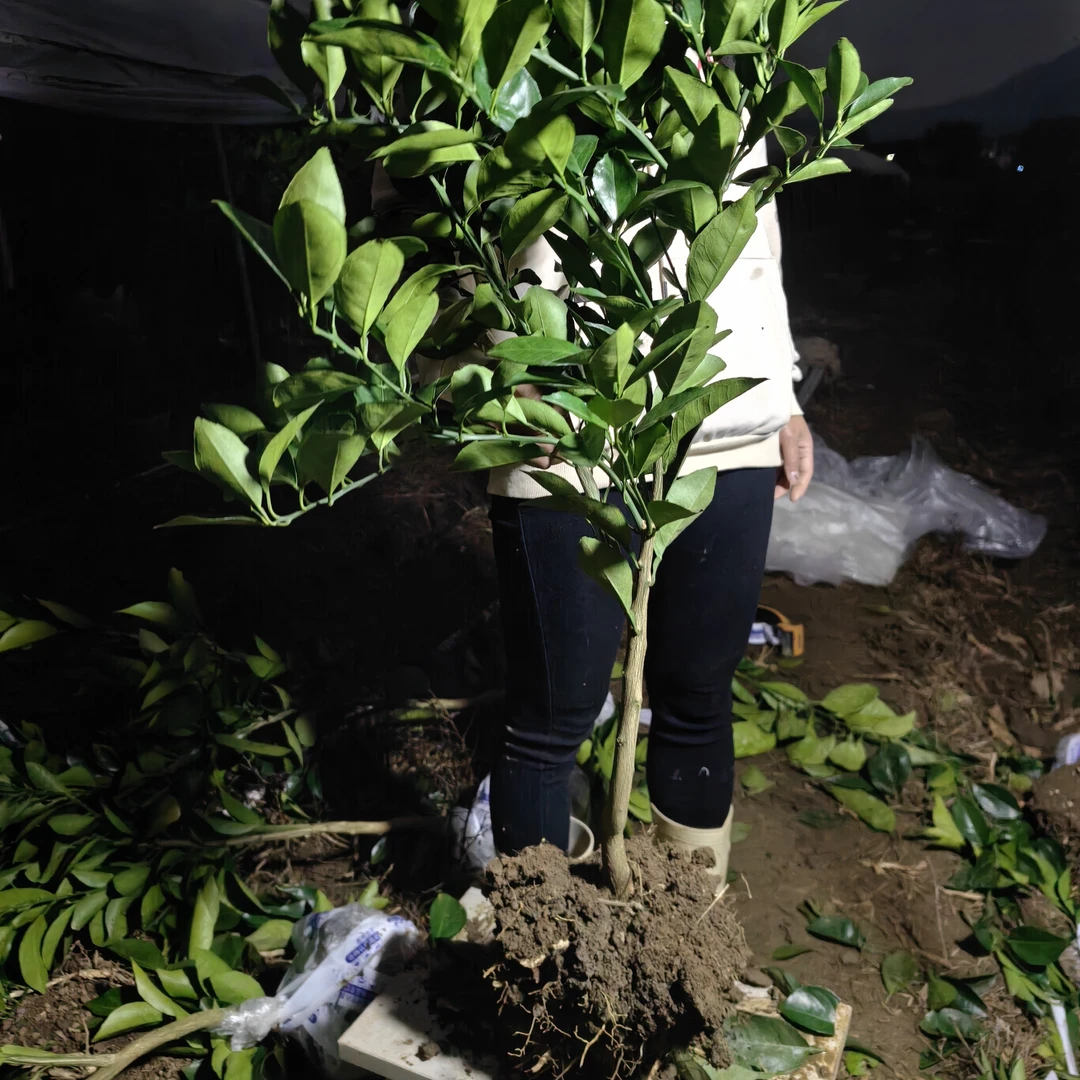 赣南脐橙树苗树苗带土球一物一拍