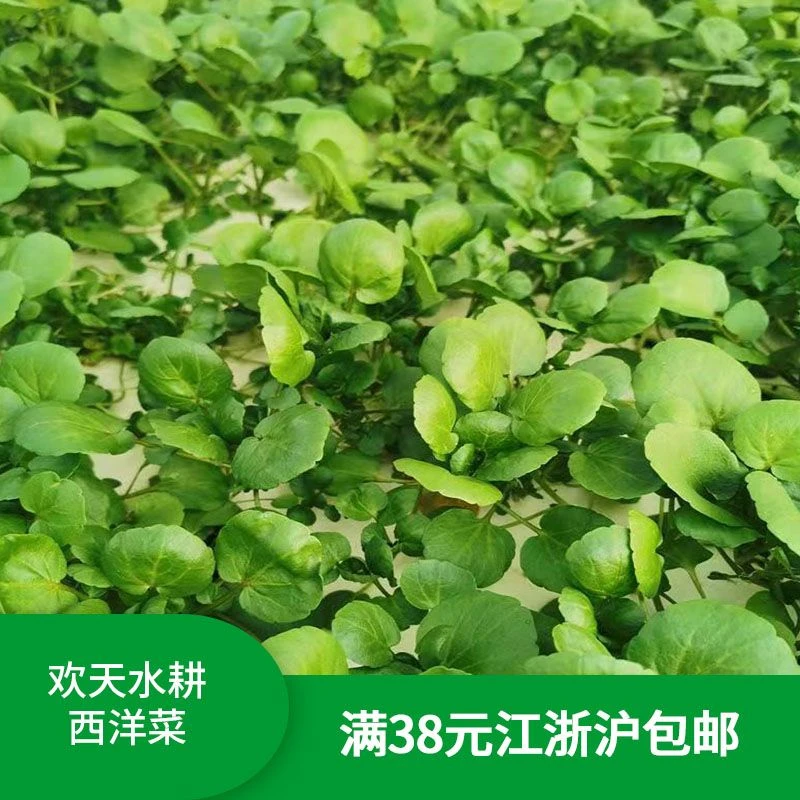 苏州大农水耕水培西洋菜250g基地现采现发满38元江浙沪包邮