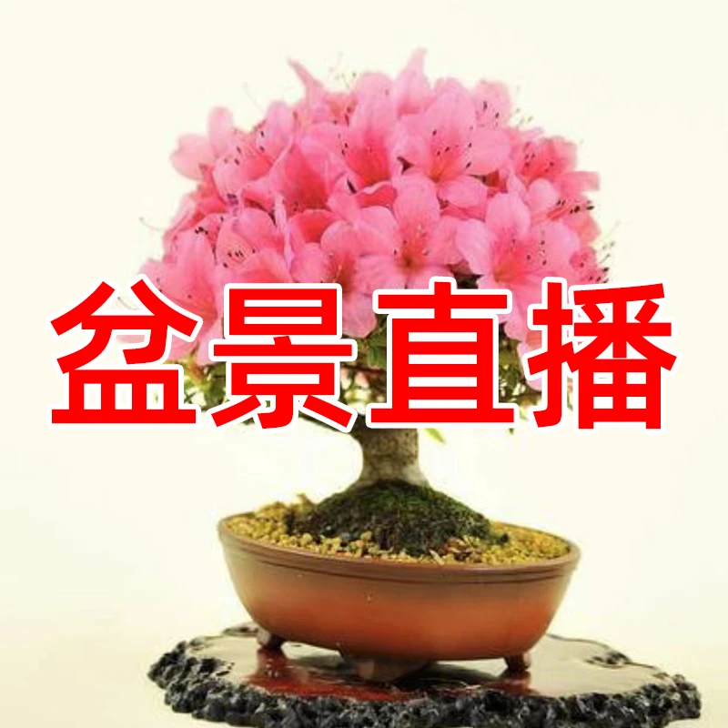 杜鹃盆景松柏类花卉高山类盆景造型美观一物一拍老桩映山红