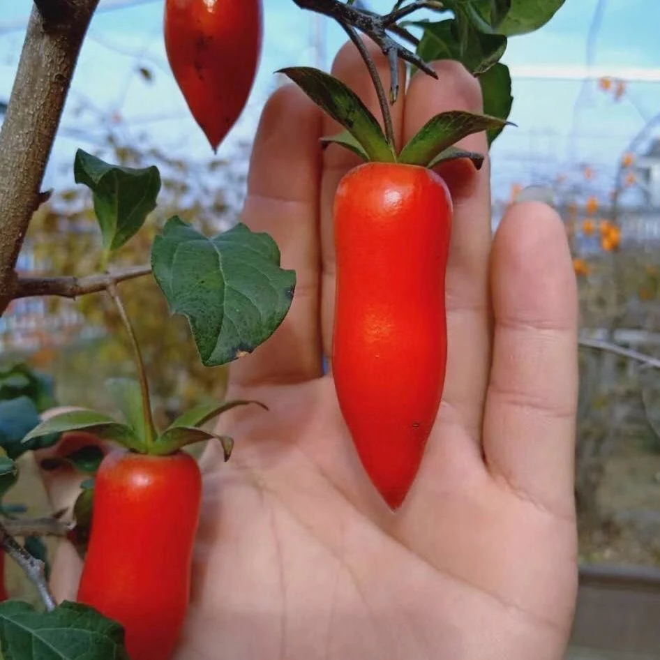 老鸦柿果子 花卉种子