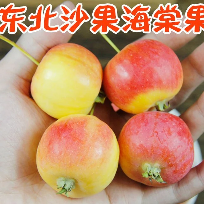 东北海棠果沙果新鲜摘3斤5斤顺丰包邮