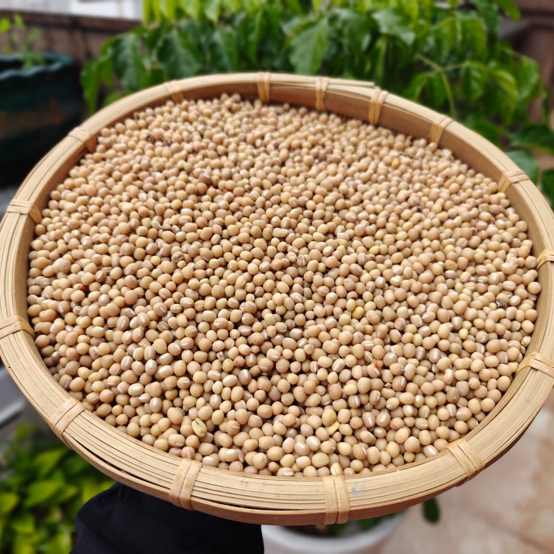 四川大巴山高山饭小豆