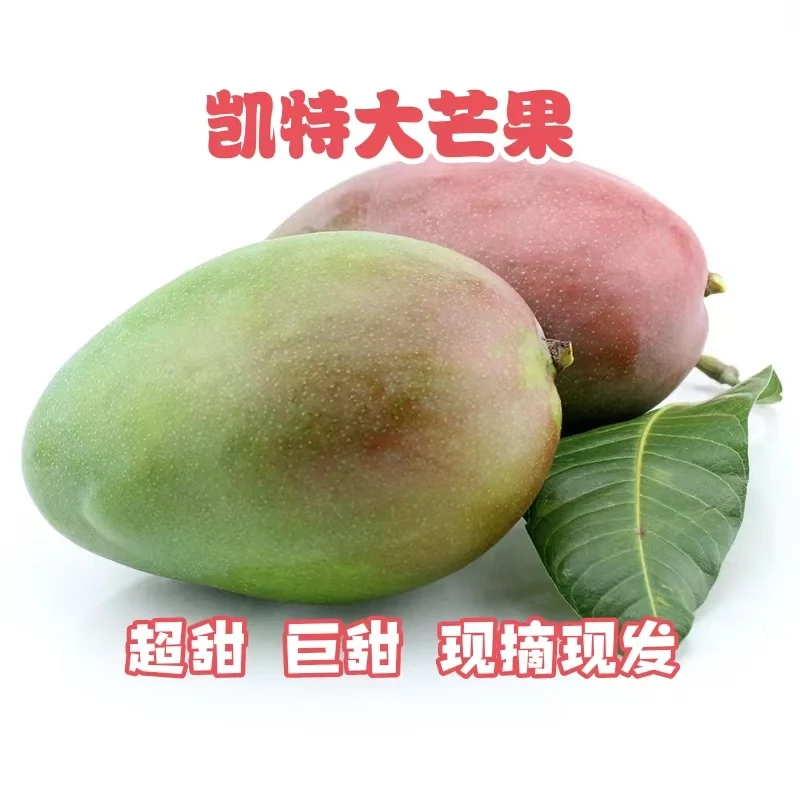 【♥放软吃♥】正宗攀枝花凯特芒果产地新鲜应季多汁水果5/10斤带箱