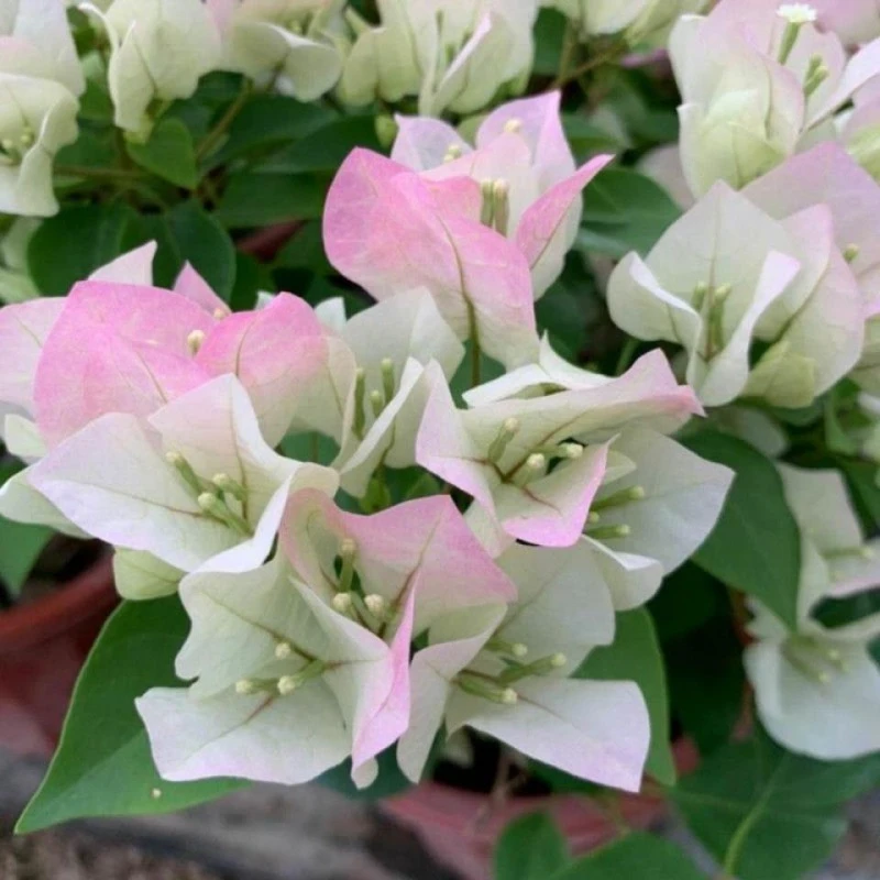 【燕燕】三角梅一物一拍运输过程掉花掉叶属于正常现象介意慎拍
