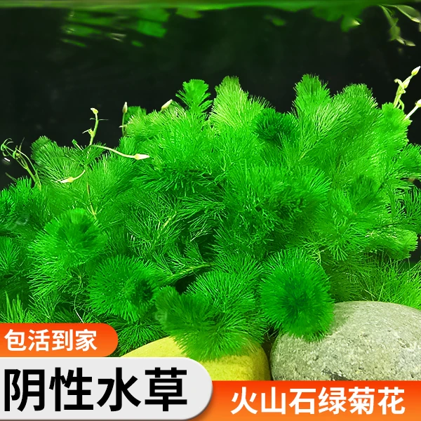 绿菊水草植物真草鱼缸造景净化水质蜈蚣草增氧阴性水草懒人养鱼草