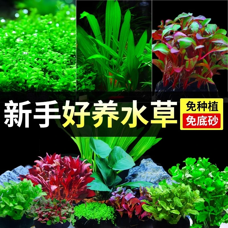 鱼缸水草植物真草火山石造景专用蜈蚣草绿菊增氧新小鱼缸套餐