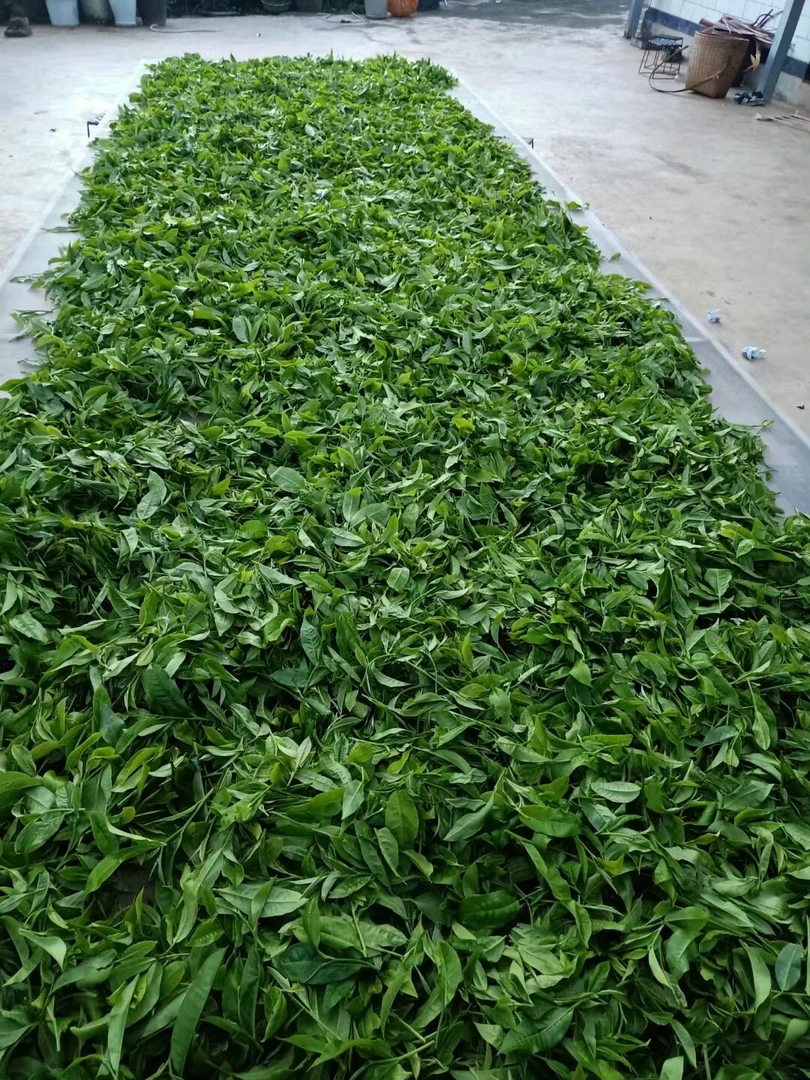 2024秋【河边寨古树】200克 普洱茶 紧压茶