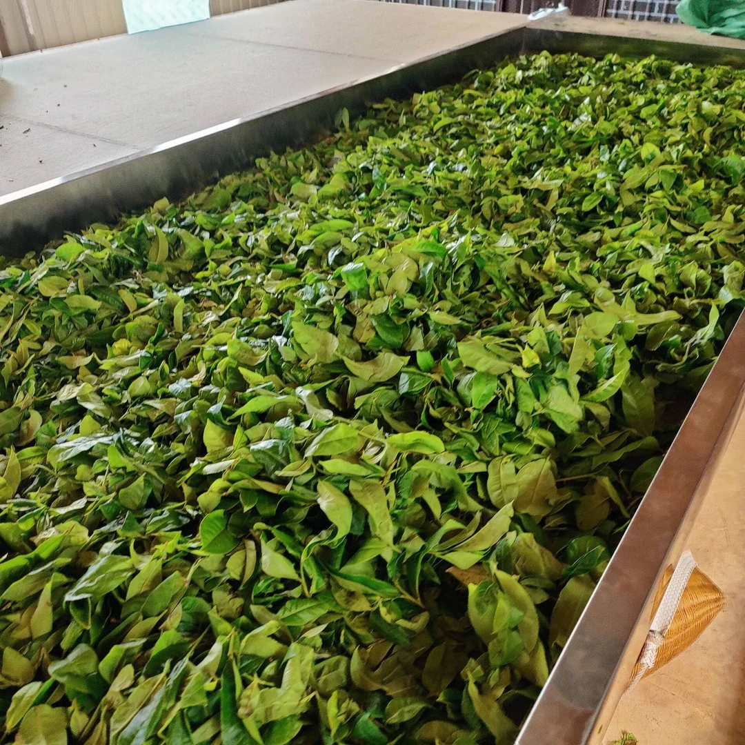 2025春【河边寨单株】100克 普洱茶 散茶