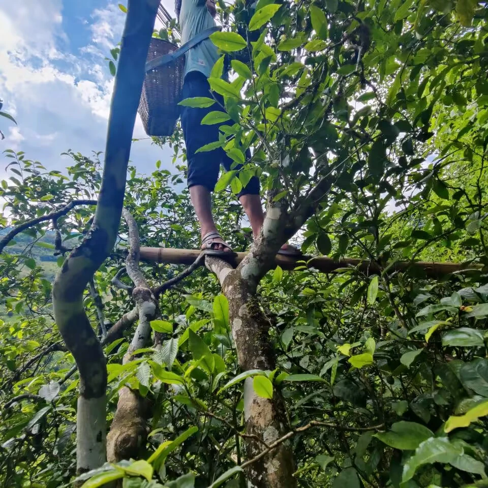 2023年【冰岛糯伍秋】200克普洱茶 （生茶）散茶