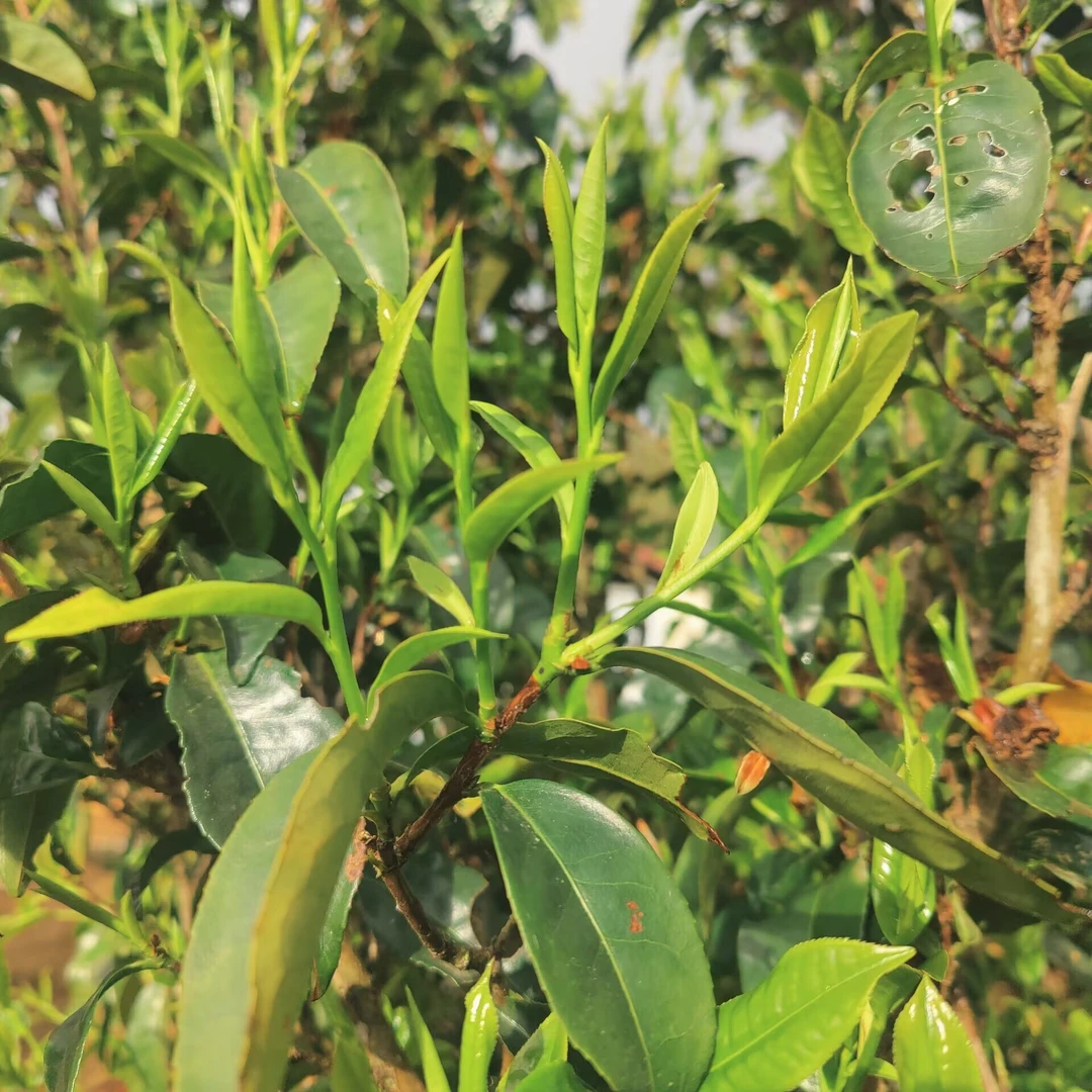 2024春【水井头古树】200克 普洱茶 紧压茶