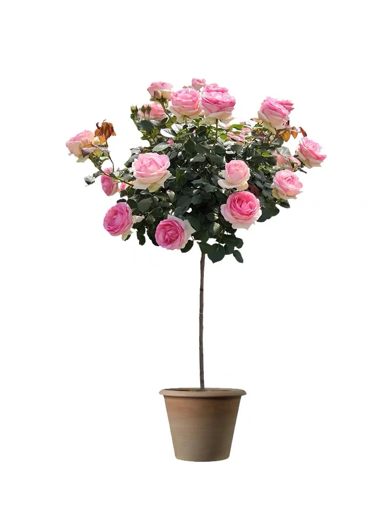 粉色龙沙宝石树月 庭院阳台种植花期长花量大容易养护耐寒抗病性