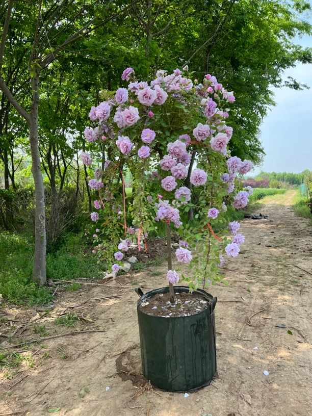 蓝色阴雨树月庭院阳台种植垂吊型四季开花花期长花量大容易养护