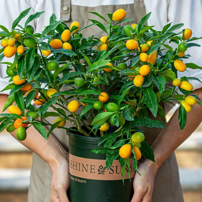 四季金桔盆栽地栽