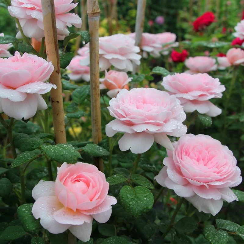 【可藤可灌·瑞典女王小苗】爬藤大花适合庭院阳台月季粉色冬季