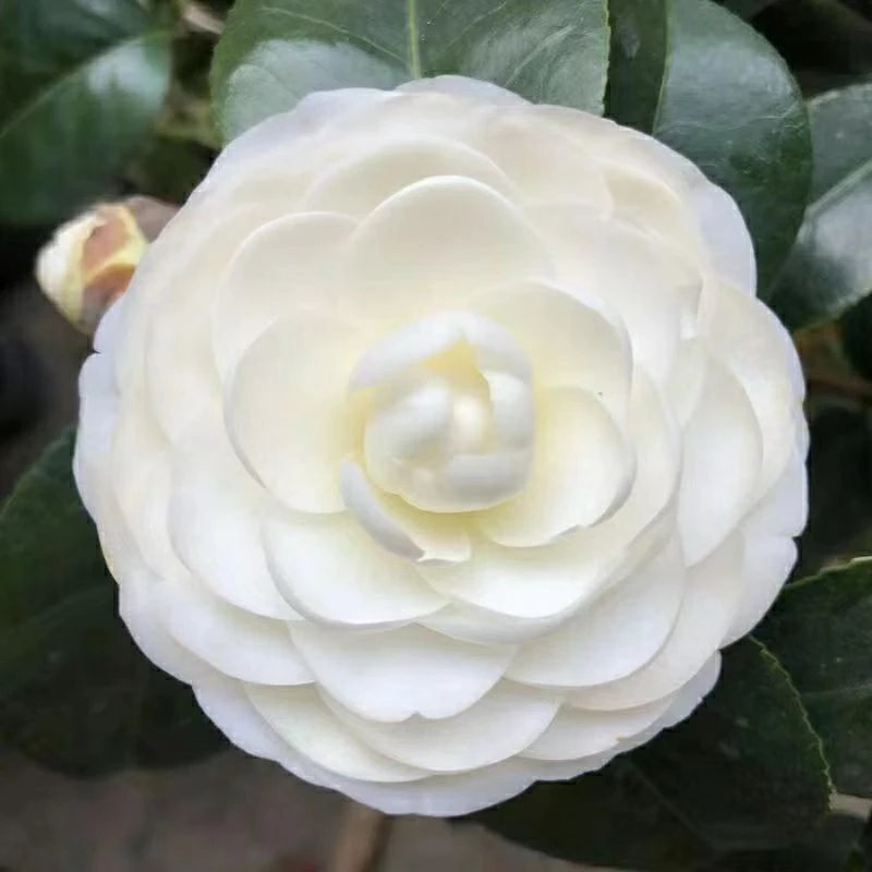 山茶花东方亮（美人片）室内庭院盆栽好养花卉