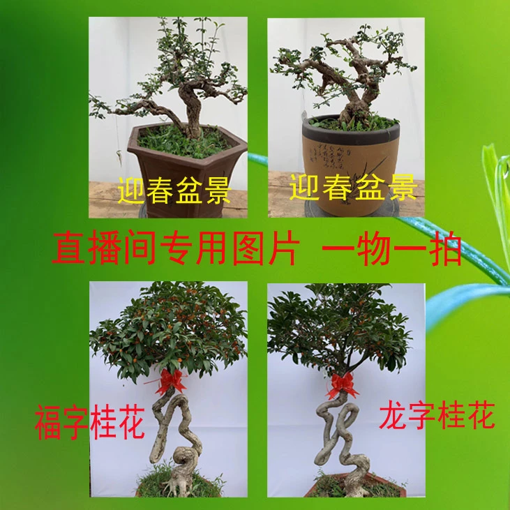 直播间专属链接精品龙爪迎春老桩 艺术字福字 寿字 龙字 凤字桂花