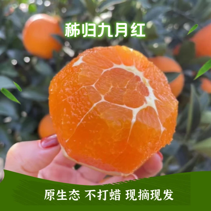 正宗秭归九月红脐橙果冻橙现摘现发香甜多汁细嫩化渣5斤/9斤包邮