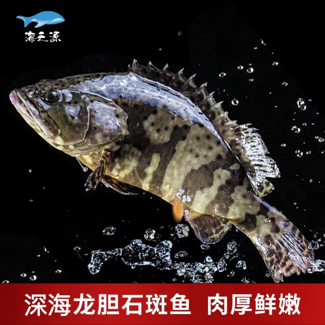 1.4斤-1.6斤/条 深海老虎龙胆石斑鱼 鲜活速冻锁鲜 顺丰冷链发货