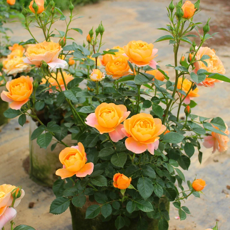 月季花苗玫瑰花浓香室外蔷薇爬藤四季开花室内盆栽植物花卉观赏花