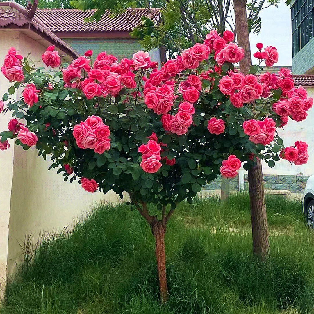 树桩月季特大花多色玫瑰花树苗棒棒糖树桩庭院植物四季开花卉老桩