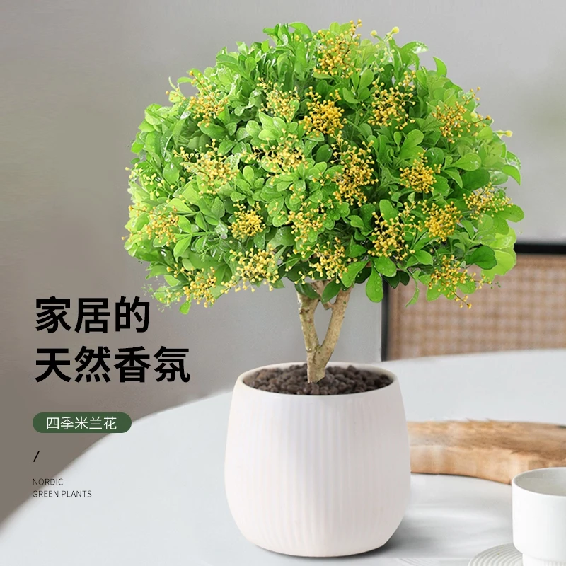 米兰花盆栽花卉植物室内花树苗四季开花老桩大颗好养净化空气绿植
