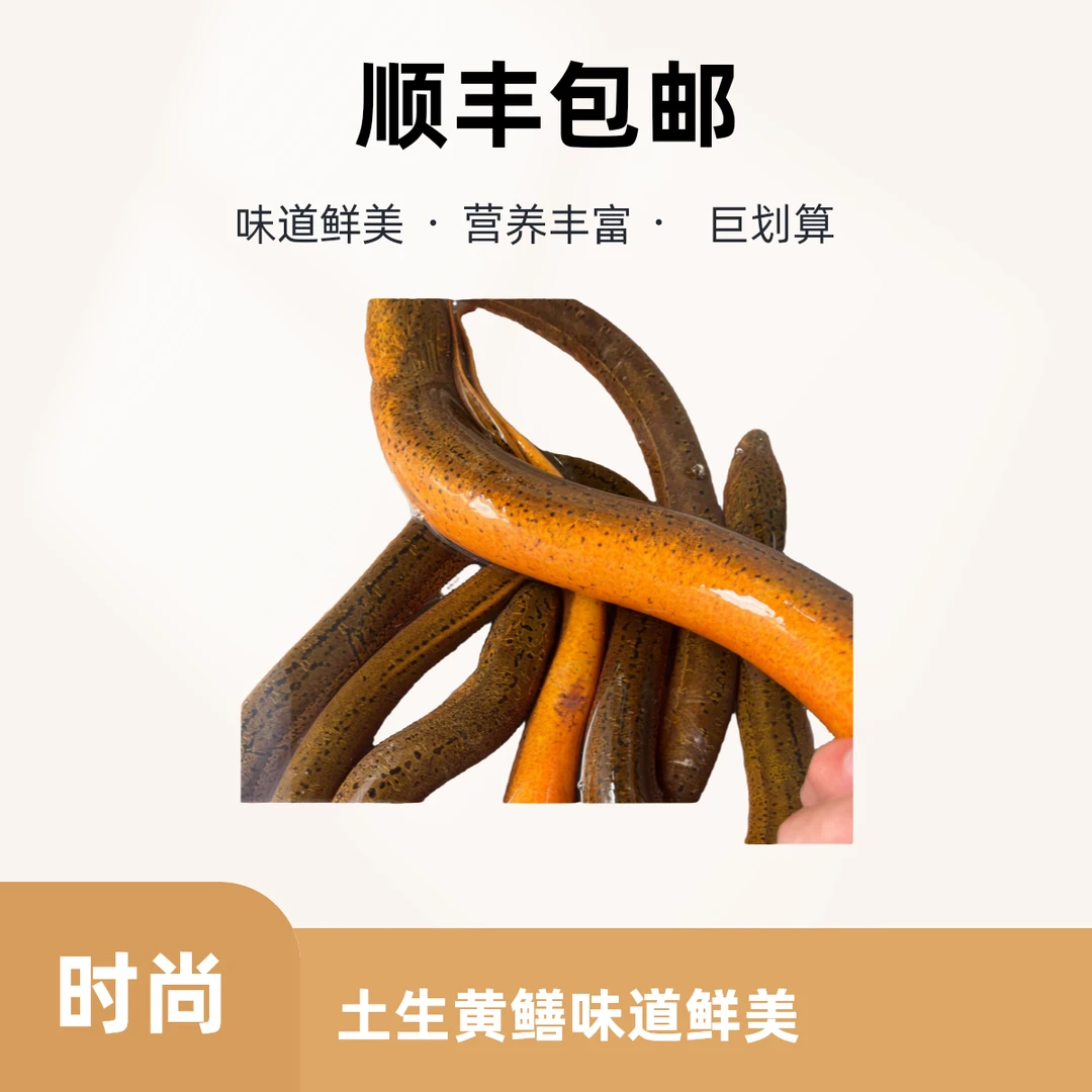【喜迎5.1劳动节】1-2两野黄鳝黄淮流域正宗土黄鳝味道鲜美营养丰富