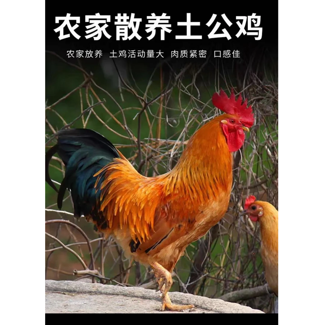 生猪肉  农户家里纯粮食喂养土鸡肉 {顺丰包邮}农家放养