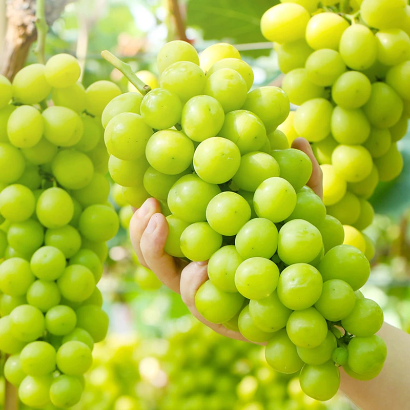 四川阳光玫瑰青提 0.5斤小果/3斤装中果/大果 顺丰京东发货 脆甜z