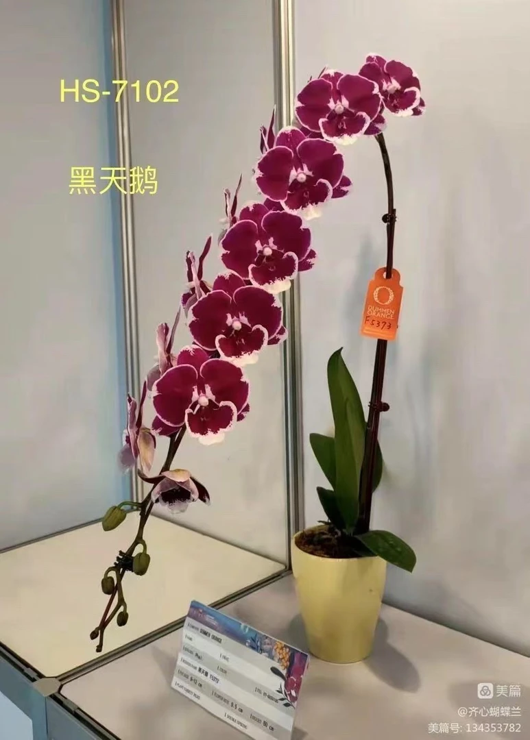 稀缺拇指苗1.7杯【黑天鹅】苗刚升杯根少室内绿植四季开花基地直发