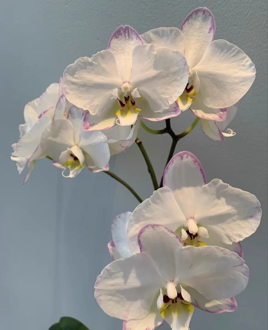 稀缺1.7杯【水墨江南】苗蝴蝶兰室内阳台客厅摆件装饰鲜花绿植盆栽