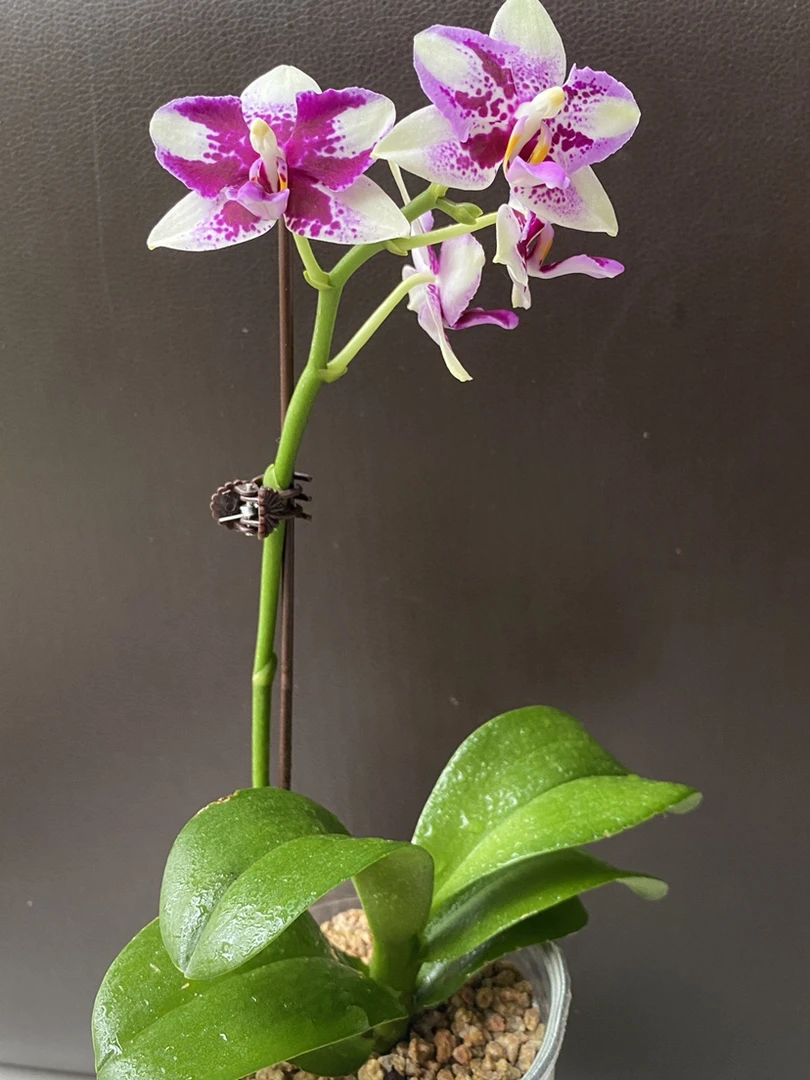 浓香蝴蝶兰【紫钻】双苗蜡质好养活四季开花花期长高档懒人带香味
