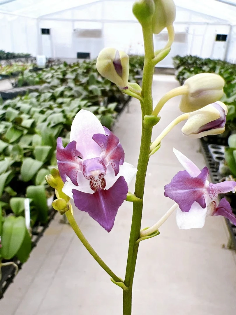 台湾花苗1.7杯【蓝色安娜花变异'】成熟苗(返祖不售后)基地直发