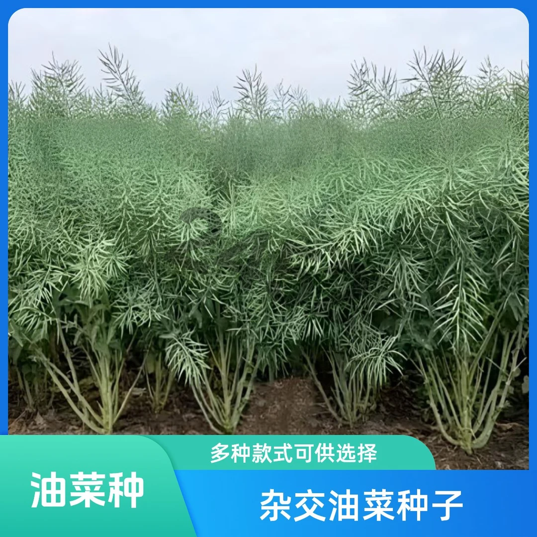 华油系列油菜种子矮杆抗伏倒高产耐寒高出油油菜籽春秋季种植999