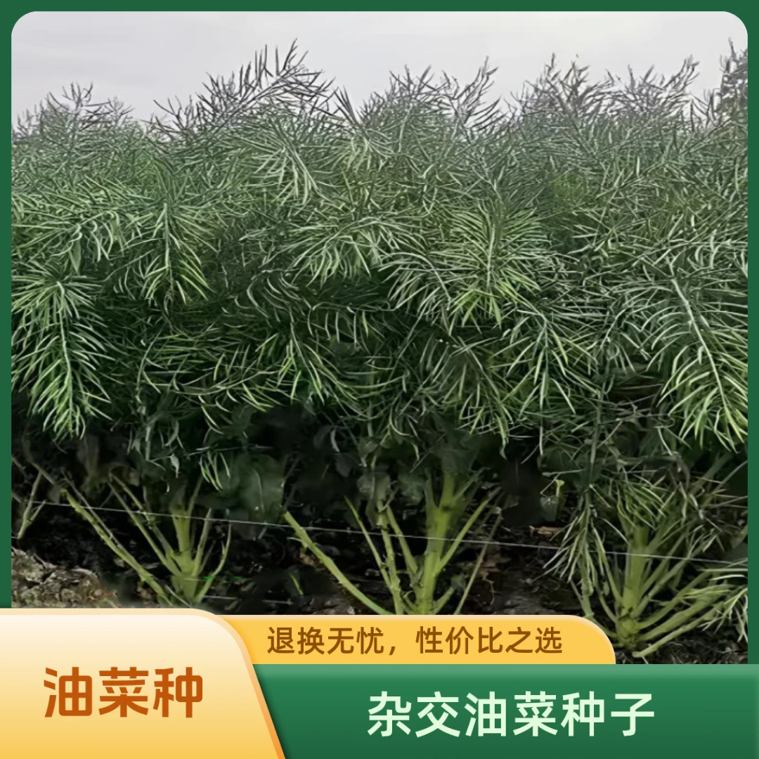 华油999菜籽种杂交高产油菜种子矮杆耐寒抗倒早熟油含出油率高777