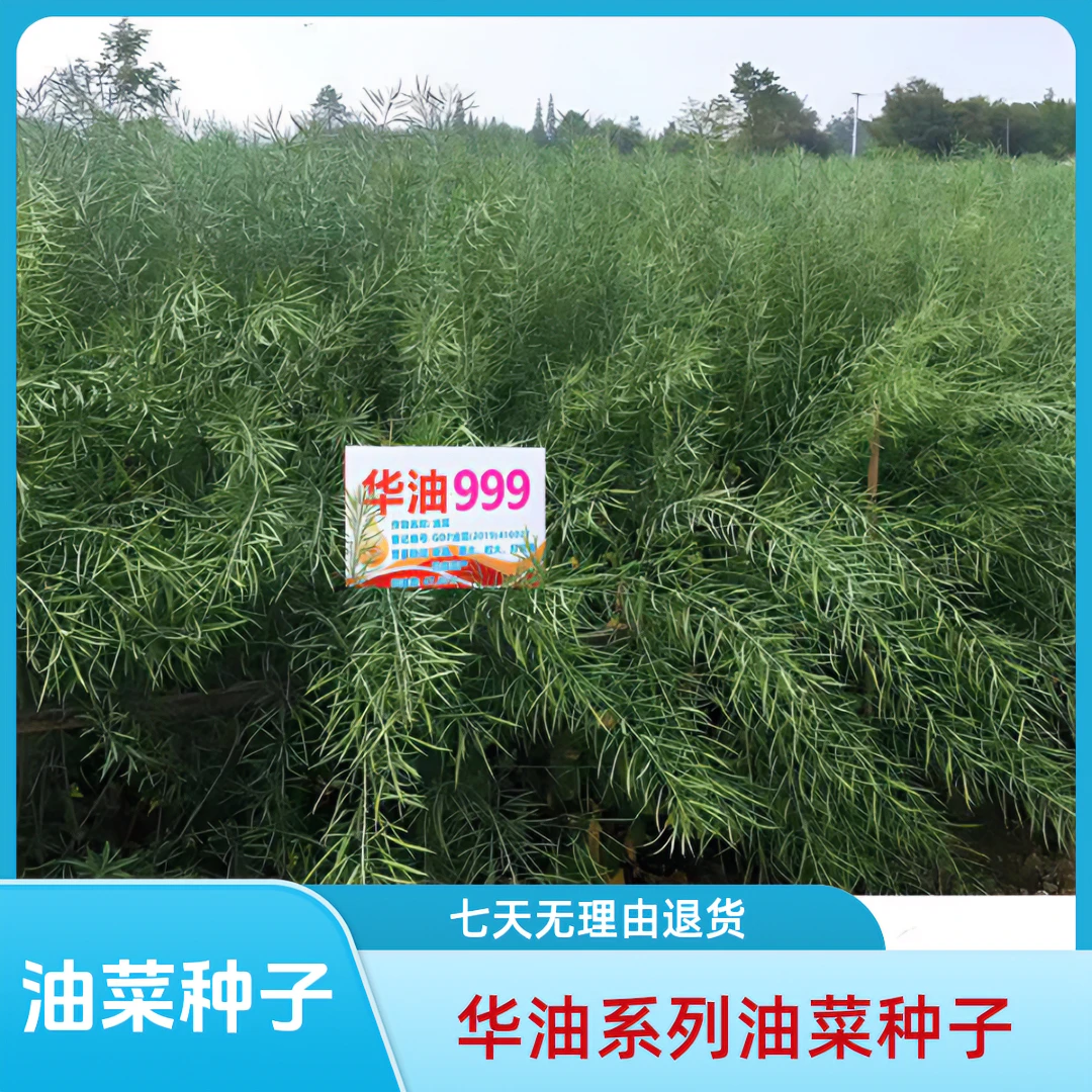 华油999油菜籽油菜种子高产大粒大荚高油矮杆抗倒抗寒油率高抗病