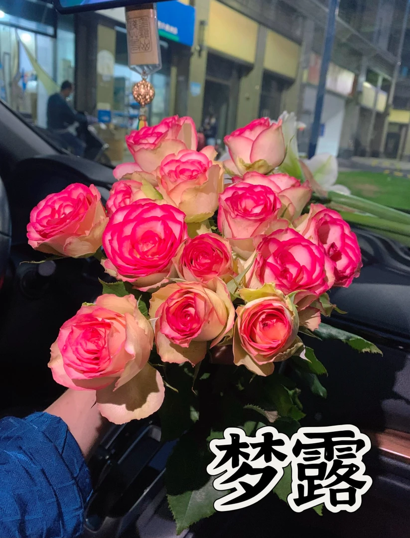 【梦露】可儿茁时花园精选月季梦露 根接精品苗灌木勤花少刺切花