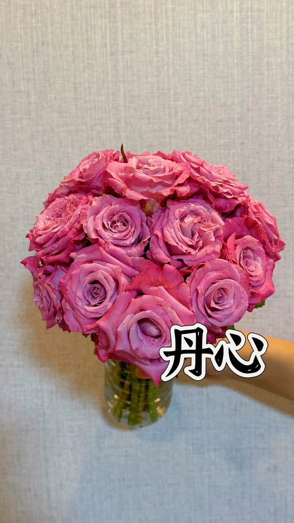 【丹心】可儿茁时花园精选月季根接精品露天苗切花耐热浓香耐雨淋