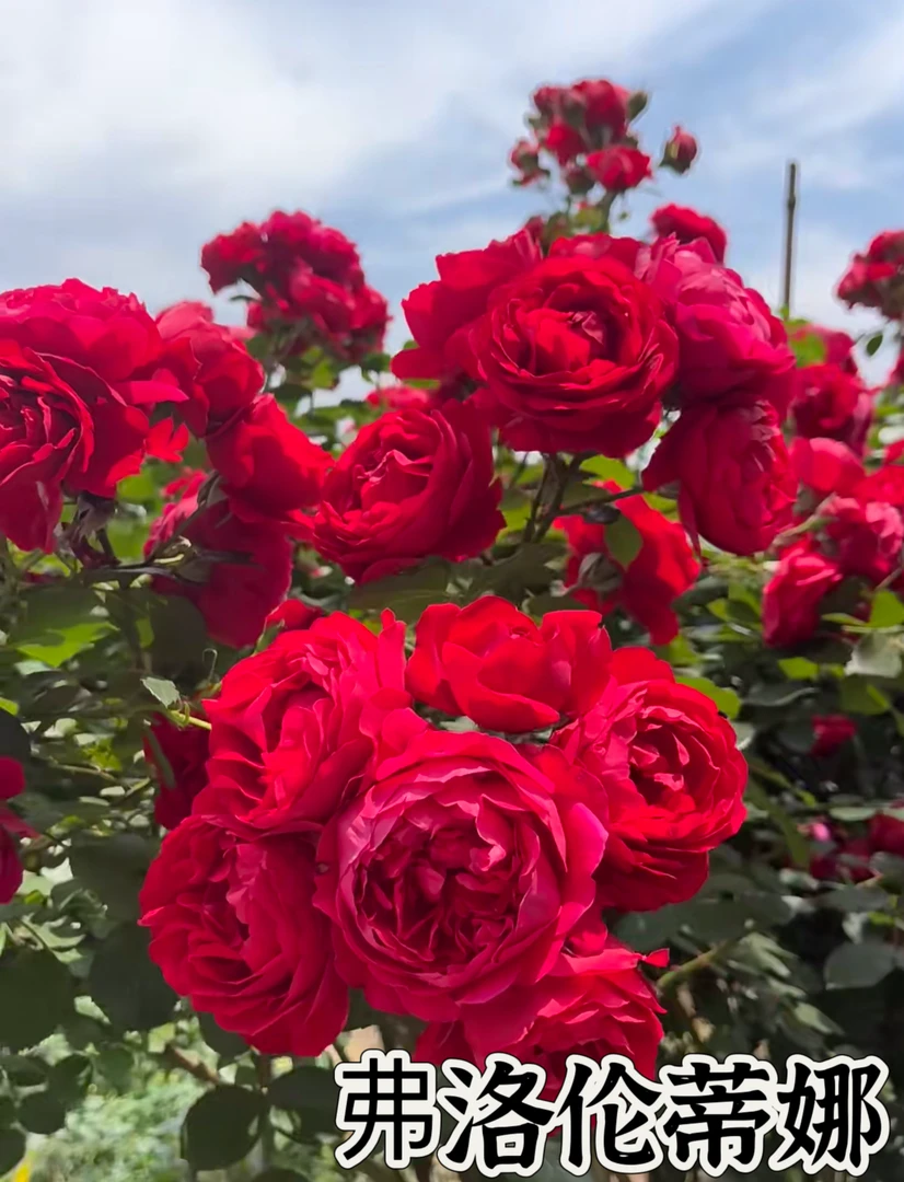 佛罗伦蒂娜】可儿茁时花园精选月季根接精品苗藤本清香耐热ADR认证