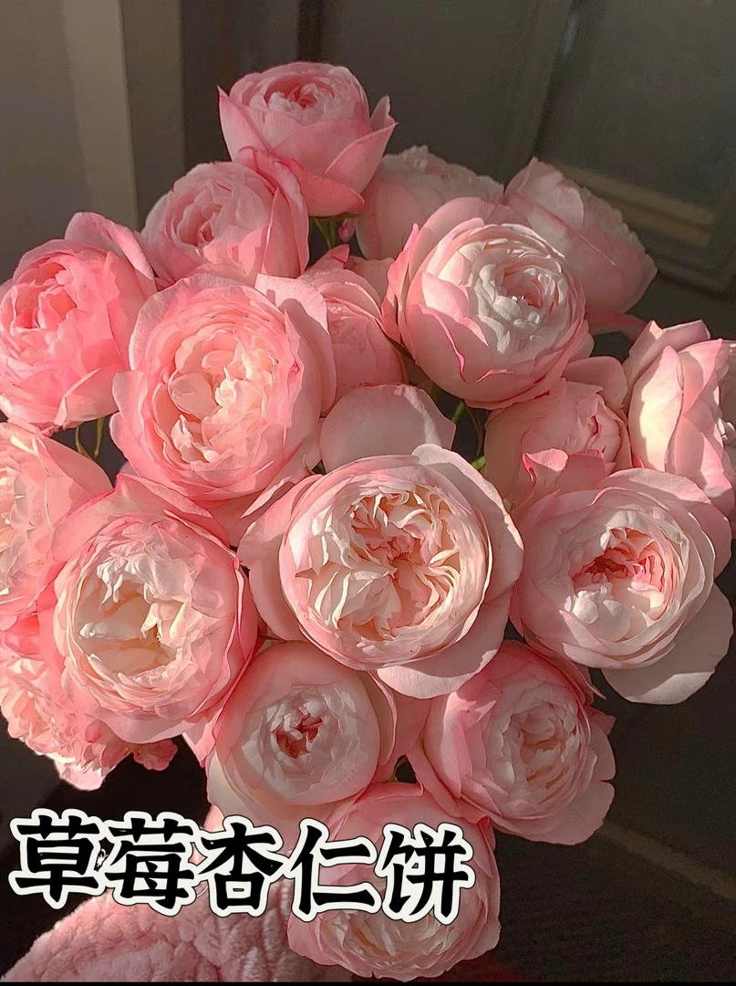 【草莓杏仁饼】可儿茁时花园精选月季 根接精品苗耐热抗病月季花