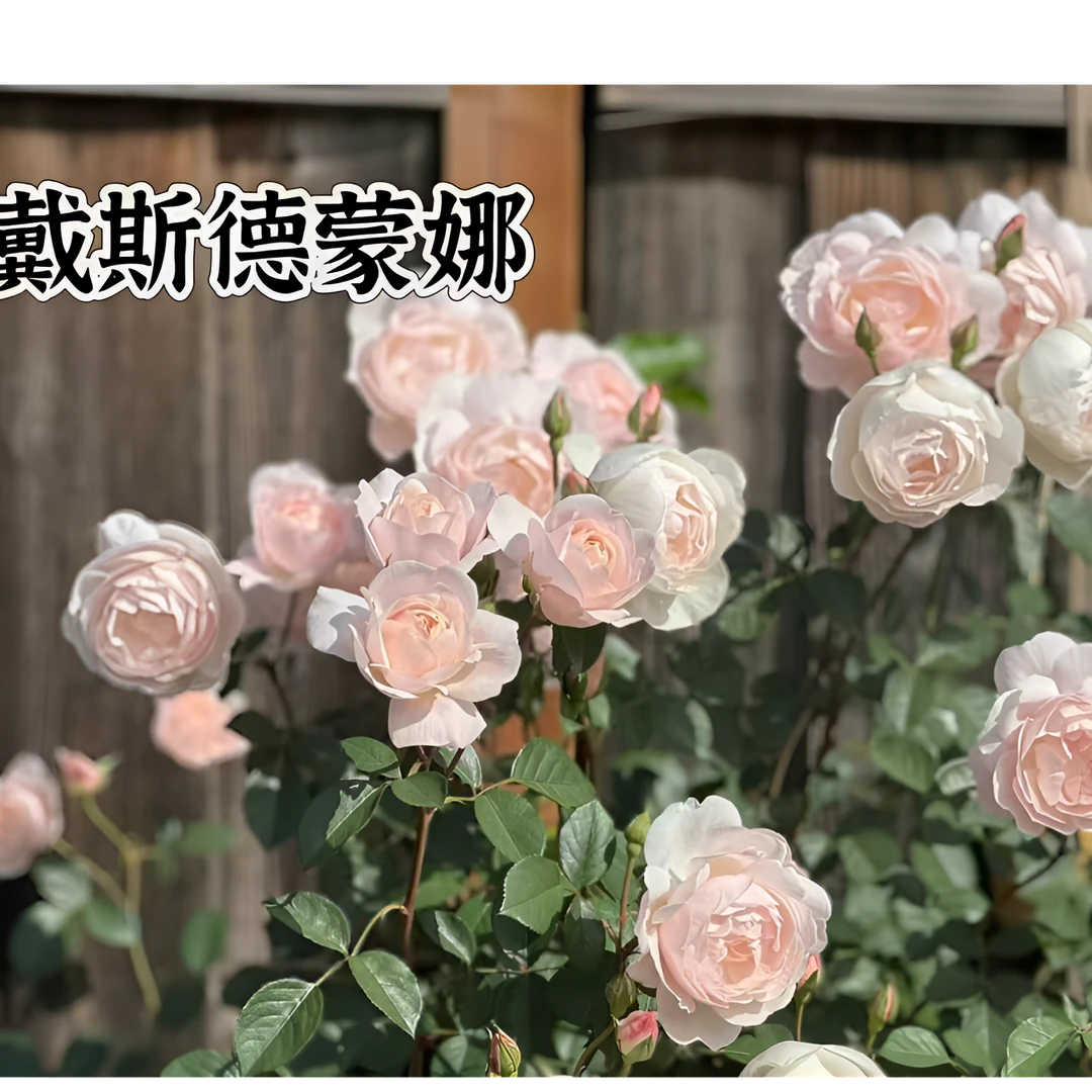 【黛丝德蒙娜】可儿茁时花园精选月季 精品根接苗灌木浓香耐热抗病