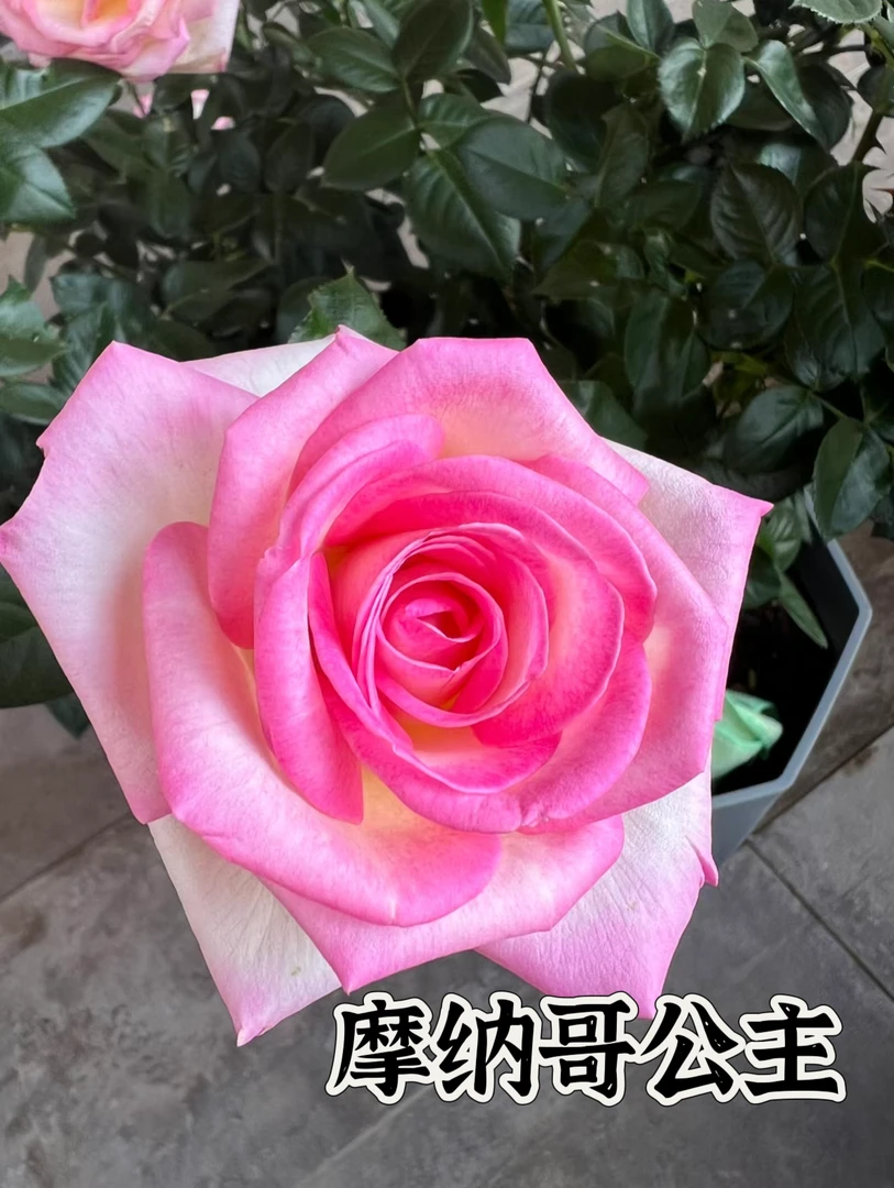 【摩纳哥公主】可儿茁时花园精选月季 根接精品苗清香勤花抗病耐热