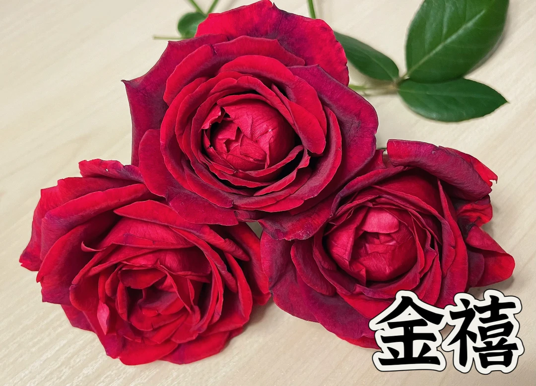 【金禧】可儿茁时花园精选月季 根接精品露天苗浓香抗病勤花耐热