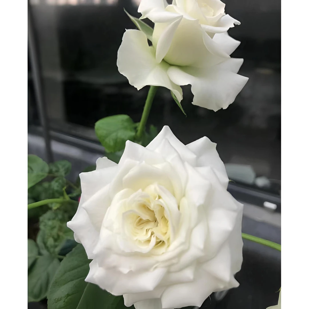【白蕾丝】可儿茁时花园精选月季精品根接露天苗切花灌木抗病强清香
