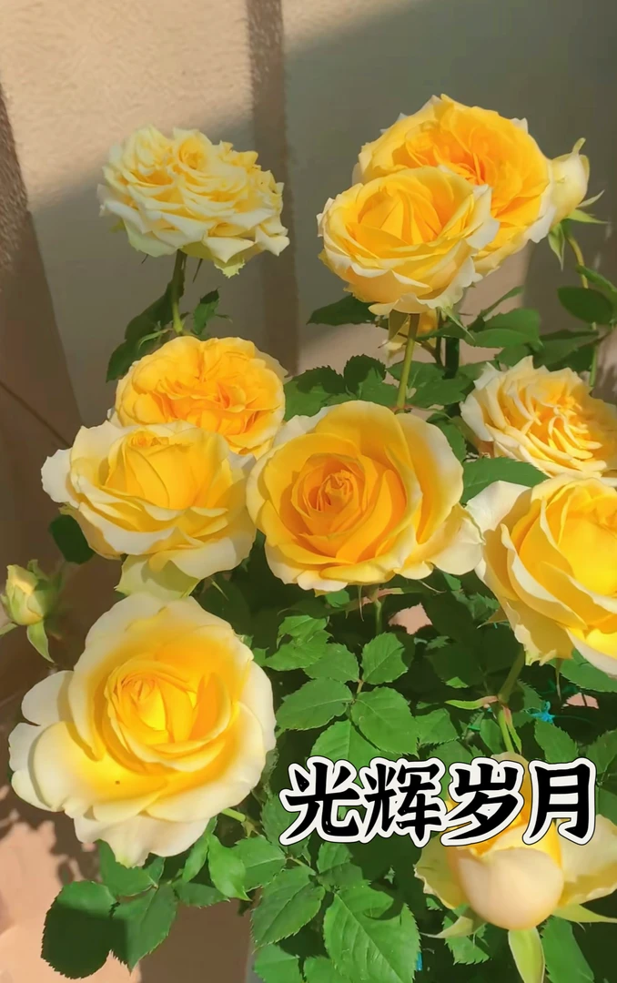 【光辉岁月】可儿茁时花园精选月季新品根接精品露天苗浓香耐热耐开