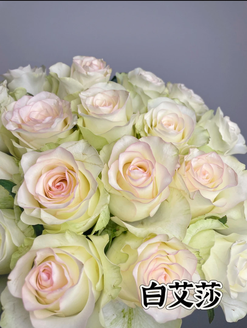 【白艾莎/甜蜜艾莎】可儿茁时花园精选月季 根接精品露天苗大花勤花