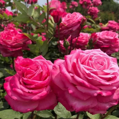 【桃灼蓝天】可儿茁时花园精选月季 根接精品露天苗大花浓香勤花